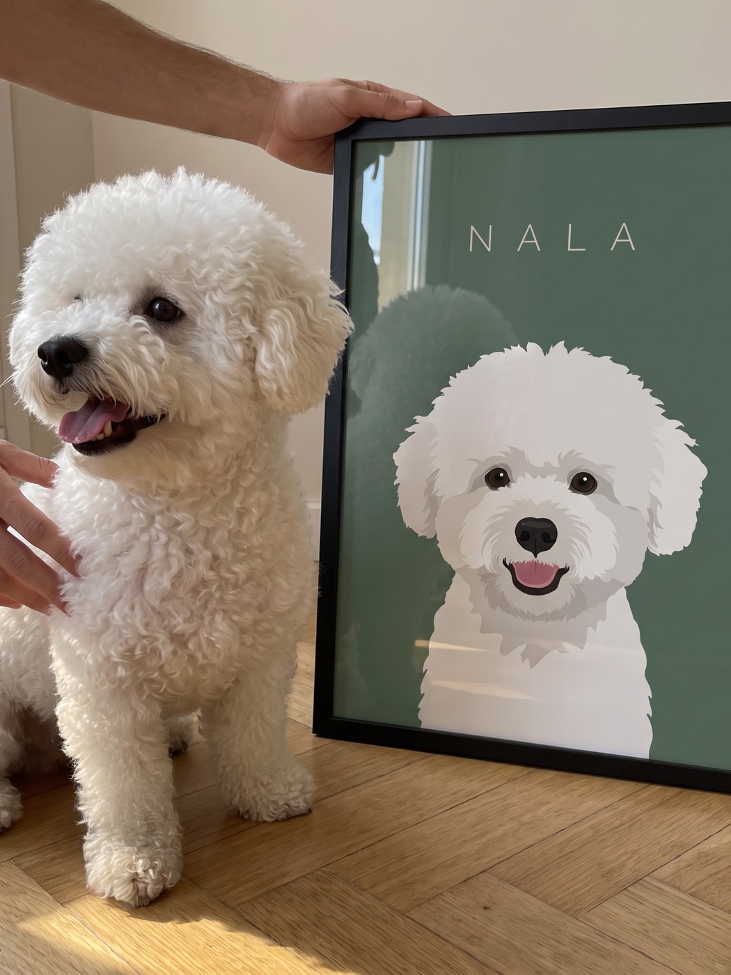 Un bichón sentado en el parqué junto a su retrato sobre fondo salvia
